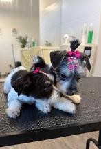 Yorkshire terrier biewer, Dieren en Toebehoren, Yorkshire Terriër, Particulier, Rabiës (hondsdolheid), 8 tot 15 weken