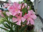 Nerium oleander Martha Hana Hensly, Ophalen of Verzenden, Zomer, Volle zon