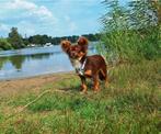 Chihuahua Dekreu (NIET TE KOOP!), Dieren en Toebehoren, Honden | Chihuahua's en Gezelschapshonden, Rabiës (hondsdolheid), Reu
