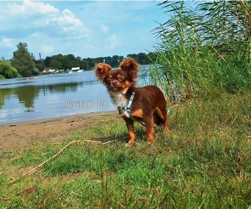 Chihuahua Dekreu (NIET TE KOOP!) beschikbaar voor biedingen