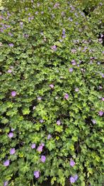 Geranium rozanne ooievaarsbek vaste planten, Tuin en Terras, Ophalen of Verzenden, Zomer, Overige soorten, Halfschaduw