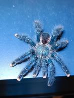 Vogelspinnen- Versicolor , Avicularia , Poecilitheria, Ophalen of Verzenden, Gebruikt