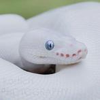 Gezocht Hallo ik ben opzoek naar een blue eyed Lucy, Amfibie, 0 tot 2 jaar