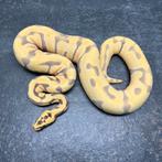 Ball Python, Koningspython, Regius, Volwassen, Breeders, Dieren en Toebehoren, Reptielen en Amfibieën, Slang, 0 tot 2 jaar