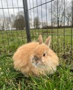 Mimmolette zoekt een huisje! (gecastreerd en gevaccineerd), Dieren en Toebehoren, Konijnen, Mannelijk, 6 tot 8 jaar