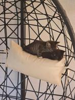 Kittens ongeveer 11weken., Dieren en Toebehoren, Katten en Kittens | Overige Katten