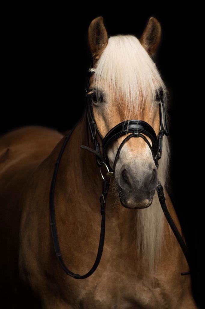 Haflinger merrie van 16 jaar, Dieren en Toebehoren, Paarden, Merrie, Recreatiepaard