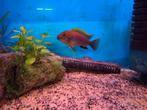 Laatste cichlide bij Vijvercentrum Apeldoorn!, Dieren en Toebehoren, Vissen | Aquariumvissen, Vis