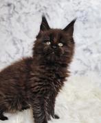 Black Solid Maine Coon poesje, Dieren en Toebehoren, Katten en Kittens | Raskatten | Langhaar, 0 tot 2 jaar, Gechipt, Poes