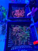 Tepel annemoon, Dieren en Toebehoren, Vissen | Aquariumvissen, Slak of Weekdier, Zoutwatervis