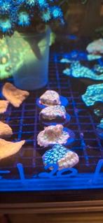 Koraal zeewateraquarium favia lemon lime, Dieren en Toebehoren, Overige typen