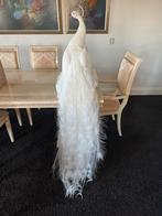 Opgezette Pauw Wit Langstaart Taxidermie, Verzamelen, Dierenverzamelingen, Ophalen of Verzenden, Zo goed als nieuw, Vogel, Opgezet dier