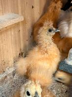 Zijdehoen Kriel kuikens, Dieren en Toebehoren, Pluimvee, Geslacht onbekend, Kip
