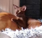 Cinnamon Oosters Korthaar kater met Stamboom, Dieren en Toebehoren, Kater, Gechipt, 0 tot 2 jaar