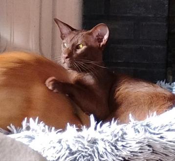 Cinnamon Oosters Korthaar kater met Stamboom  beschikbaar voor biedingen