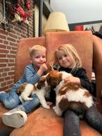 Nederlandse kooikerhondje pups raszuiver, Dieren en Toebehoren, Nederland, Rabiës (hondsdolheid), Overige rassen, 8 tot 15 weken