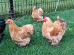 Cochin krielkippen, Dieren en Toebehoren, Meerdere dieren, Kip