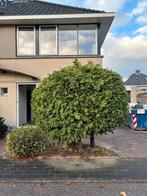 Gratis Conifeet (Thuja) boom - zelf uitgraven, Tuin en Terras, Planten | Bomen, Bloeit niet, Overige soorten, 100 tot 250 cm, Ophalen