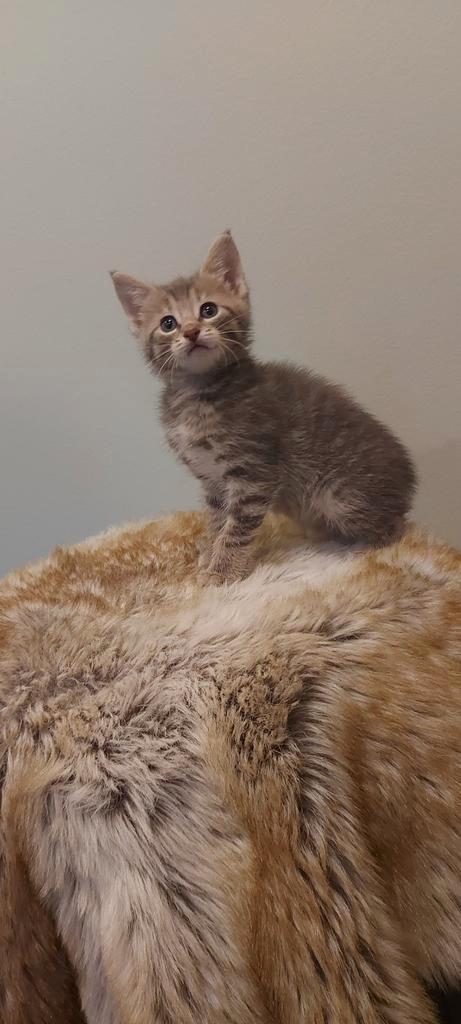 6 poezen en 3 kater kittens. Grijs zwart wit en tijger, Dieren en Toebehoren, Katten en Kittens | Overige Katten, Kortharig, Meerdere dieren