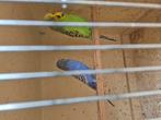 1 koppel  grasparkieten, Meerdere dieren, Parkiet, Geringd