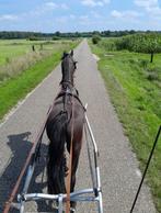 Geweldig mooie makke beleerde pony, Dieren en Toebehoren