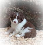 LAATSTEschattig, aparte Australian Shepherd x Border Collie, 8 tot 15 weken, Collie, Meerdere, Meerdere dieren
