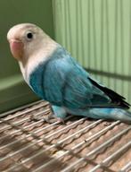 Mooie jonge Agapornis Fischerie, Dieren en Toebehoren, Meerdere dieren, Dwergpapegaai of Agapornis, Tam