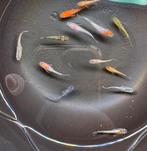 Rasvaste Medaka / Japanse Rijstvis, Dieren en Toebehoren, Vissen | Aquariumvissen, Vis