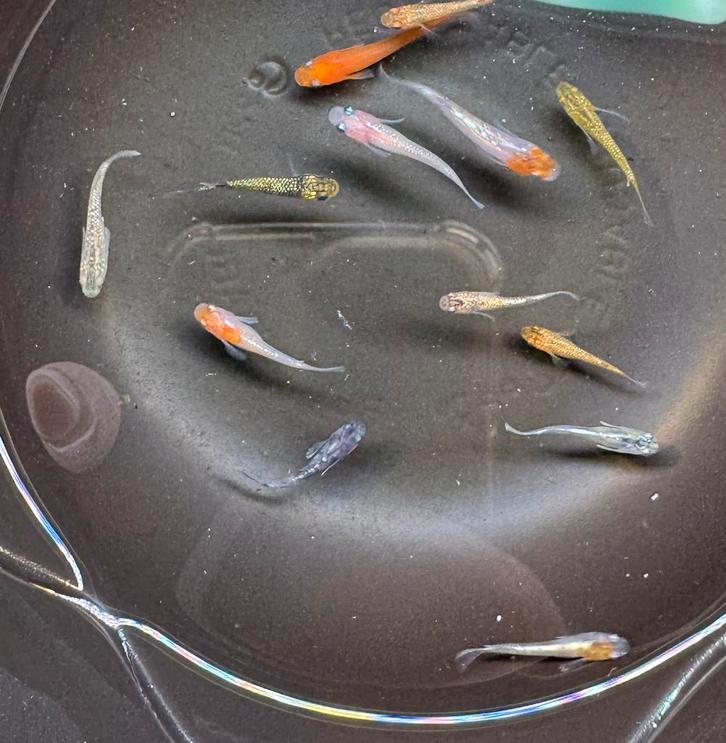 Rasvaste Medaka / Japanse Rijstvis, Dieren en Toebehoren, Vissen | Aquariumvissen, Vis