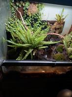 Te koop mooie terrarium, Dieren en Toebehoren, Ophalen of Verzenden, Zo goed als nieuw