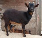 Tekoop dwergbok dwergbokken, Dieren en Toebehoren, Schapen, Geiten en Varkens, Mannelijk, Geit