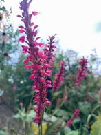 Duizendknoop fuchsia, Tuin en Terras, Ophalen of Verzenden, Zomer, Overige soorten, Volle zon