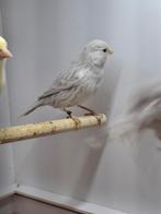 Agaat opaal witte kanaries, Meerdere dieren, Kleurkanarie