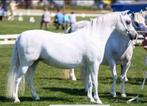 Dragende welsh a keurmerrie, Dieren en Toebehoren, Pony's, Merrie, Gechipt, B pony (1.17m tot 1.27m), 11 jaar of ouder