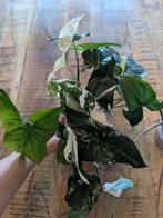 stekken, syngonium, Variëgatie, Huis en Inrichting, Kamerplanten, Ophalen, Overige soorten, Minder dan 100 cm