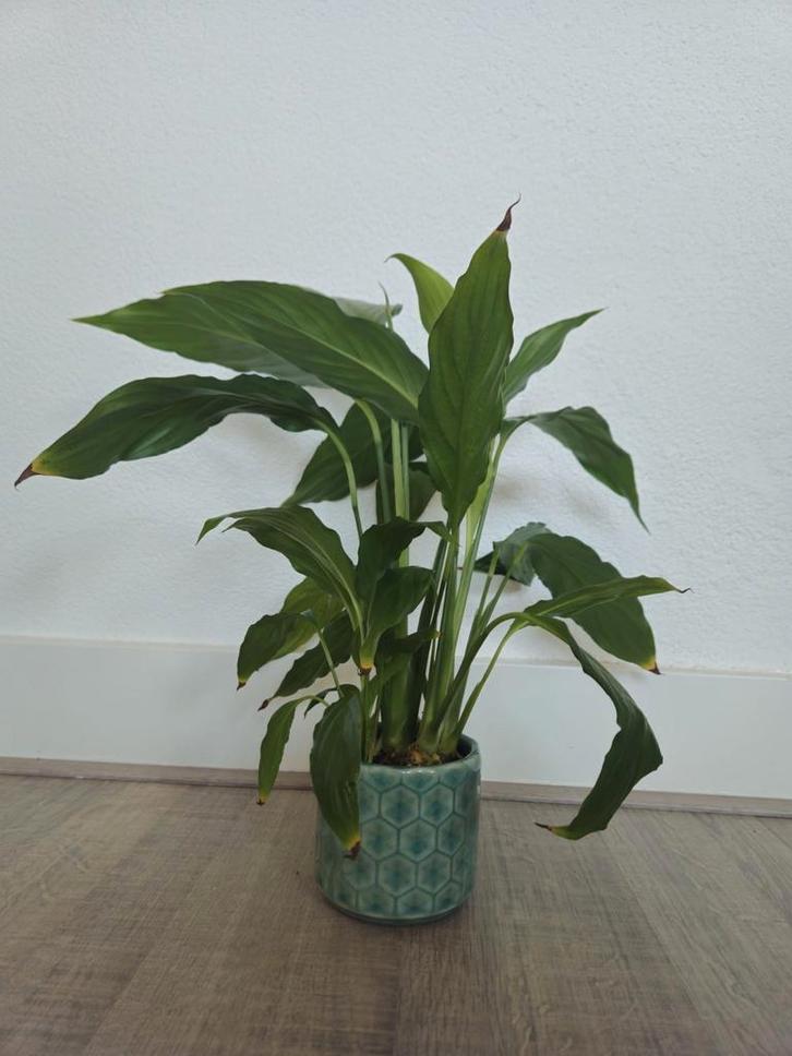 De lepelplant (Spathiphyllum) - verschillende maten, Huis en Inrichting, Kamerplanten, Minder dan 100 cm, Halfschaduw, Ophalen of Verzenden