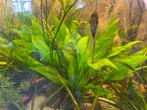 Echinodorus aquarium plant, Dieren en Toebehoren, Vissen | Aquaria en Toebehoren, Ophalen, Nieuw, Plant(en), Steen of Hout