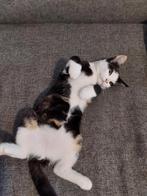 2 lieve kittens te koop, Dieren en Toebehoren, Katten en Kittens | Raskatten | Korthaar, Meerdere dieren, 0 tot 2 jaar