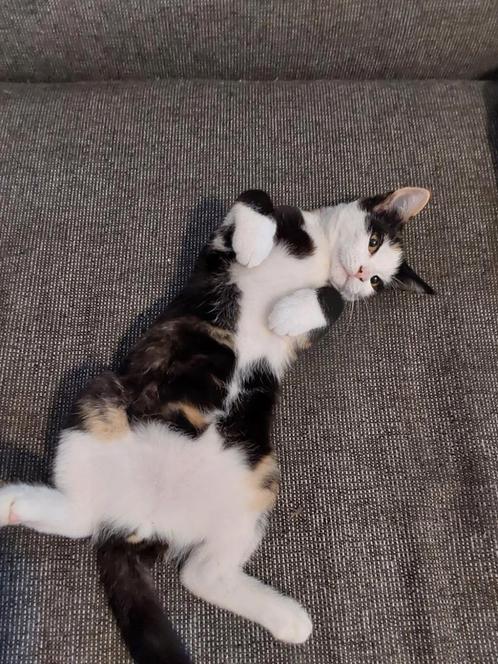 2 lieve kittens te koop, Dieren en Toebehoren, Katten en Kittens | Raskatten | Korthaar, Meerdere dieren, 0 tot 2 jaar