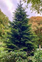 Prachtige Kerstboom Nordmann spar te koop!, Tuin en Terras, Planten | Bomen, Ophalen of Verzenden, Volle zon, Overige soorten