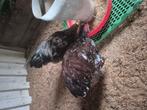 Te koop jonge orpington hanen porselein, Dieren en Toebehoren, Mannelijk, Kip