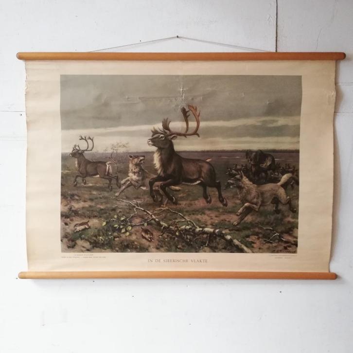 Schoolplaat In de Siberische vlakte, Antiek en Kunst, Antiek | Schoolplaten, Natuur en Biologie, Ophalen of Verzenden