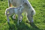 Unieke AMHA/nmprs minipaarden aangeboden, Gechipt, Niet van toepassing, 0 tot 2 jaar, Hengst