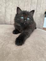Te koop 2 black solid Ragdoll katertjes, Dieren en Toebehoren, Katten en Kittens | Raskatten | Langhaar, Meerdere dieren, Gechipt