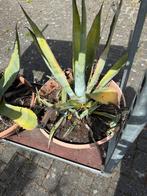1 of 2 grote vetplanten agave, Ophalen