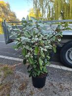 Olijfwilg 80-100 cm direct beschikbaar, Ophalen of Verzenden, Overige soorten, Haag, Minder dan 100 cm