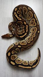 Black Pastel Special Ball Python, Koningspython, Dieren en Toebehoren, Reptielen en Amfibieën, Slang, Tam, 3 tot 6 jaar