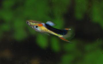 Hobbyaquarium  Endler  red scarled /japan blue/Tuxedo yellow beschikbaar voor biedingen