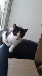 kitten, Dieren en Toebehoren, Poes, 0 tot 2 jaar