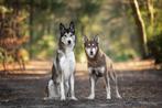 Siberische husky pups, Rabiës (hondsdolheid), 8 tot 15 weken, Poolhond, Meerdere